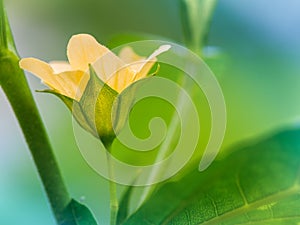 PaddyÃ¢â¬â¢s lucerne flower